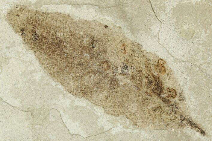 Detailed Fossil Leaf (Allophylus) - Green River Formation, Utah #331917